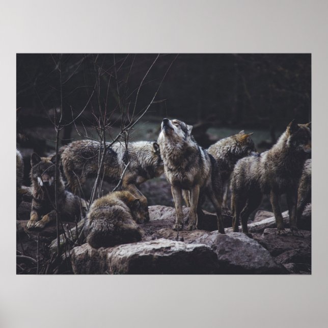 Wolf Pack Poster (Vorne)