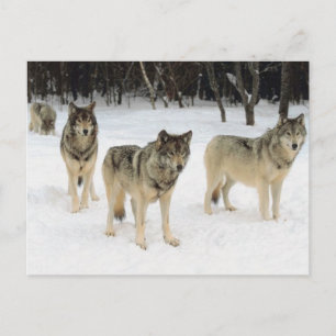 Wolf Pack Postkarte