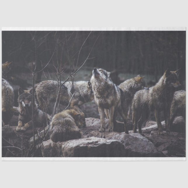 Wolf Pack Seidenpapier (Vorderseite)