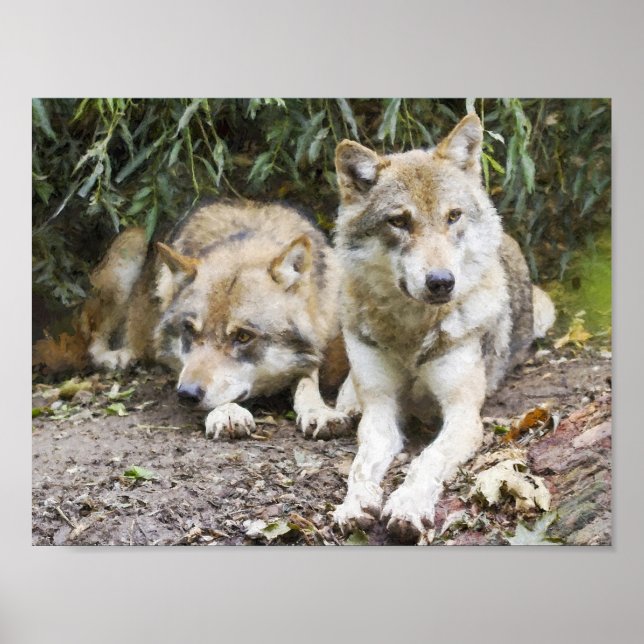 Wolf Pair Ruhen im Wald Wildlife Poster (Vorne)