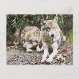 Wolf Pair Ruhen im Wald Wildlife Postkarte