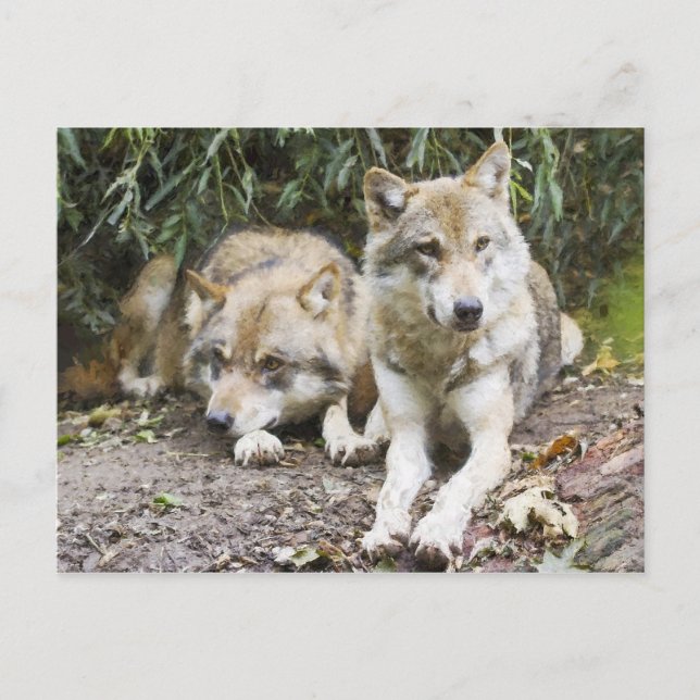 Wolf Pair Ruhen im Wald Wildlife Postkarte (Vorderseite)