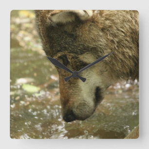 Wolf Pawing Wasser Quadratische Wanduhr