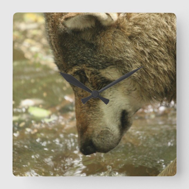 Wolf Pawing Water Quadratische Wanduhr (Vorderseite)
