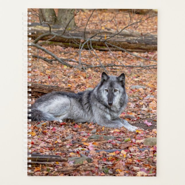 Wolf-Planer 2024 Planer (Vorderseite)