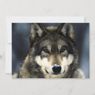 Wolf Portrait Einladung