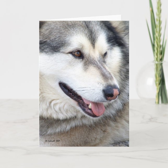 Wolf Portrait Karte (Vorderseite)