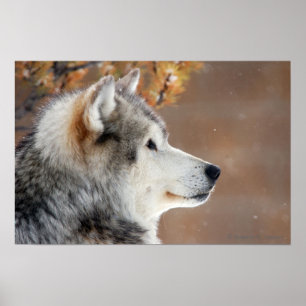 Wolf Portrait Poster