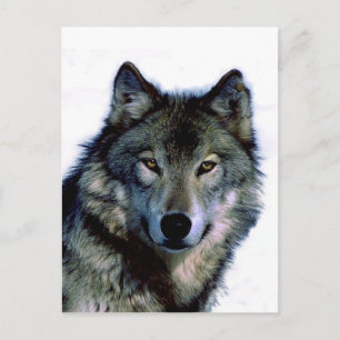 Wolf Portrait Postkarte