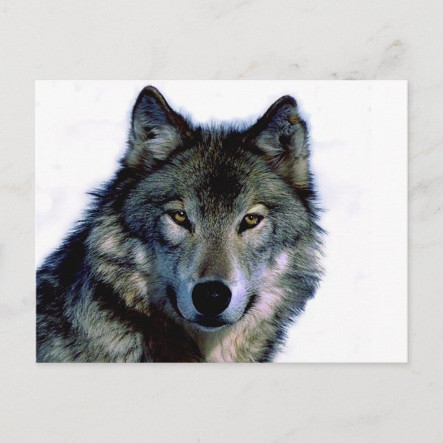 Wolf Portrait Postkarte (Vorderseite)