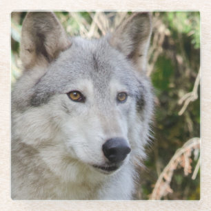Wolf-Porträt Glasuntersetzer