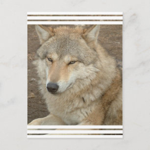 Wolf Postcard Postkarte