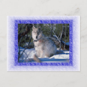Wolf Postcard Postkarte