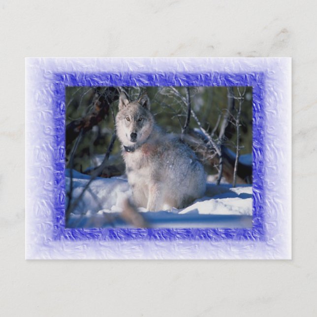 Wolf Postcard Postkarte (Vorderseite)