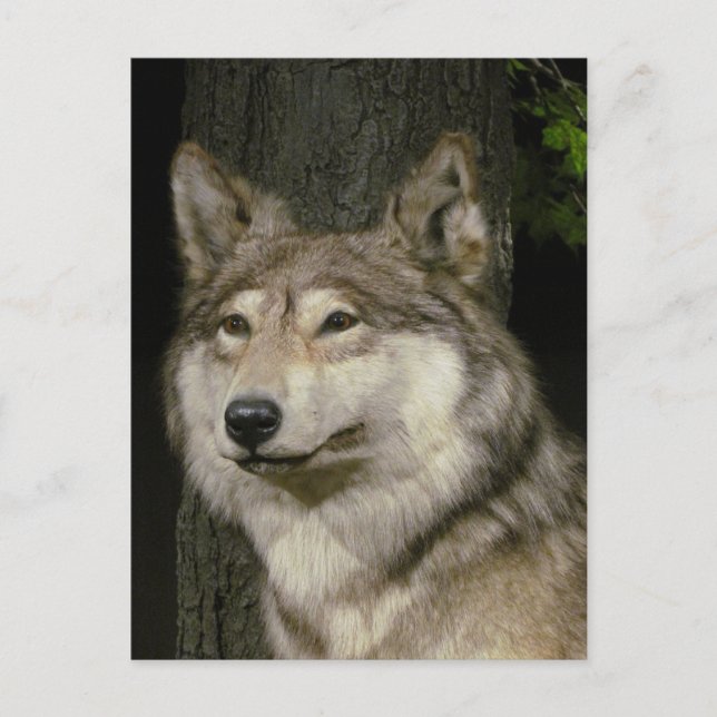 Wolf Postcard Postkarte (Vorderseite)