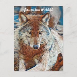 Wolf Postcard Postkarte