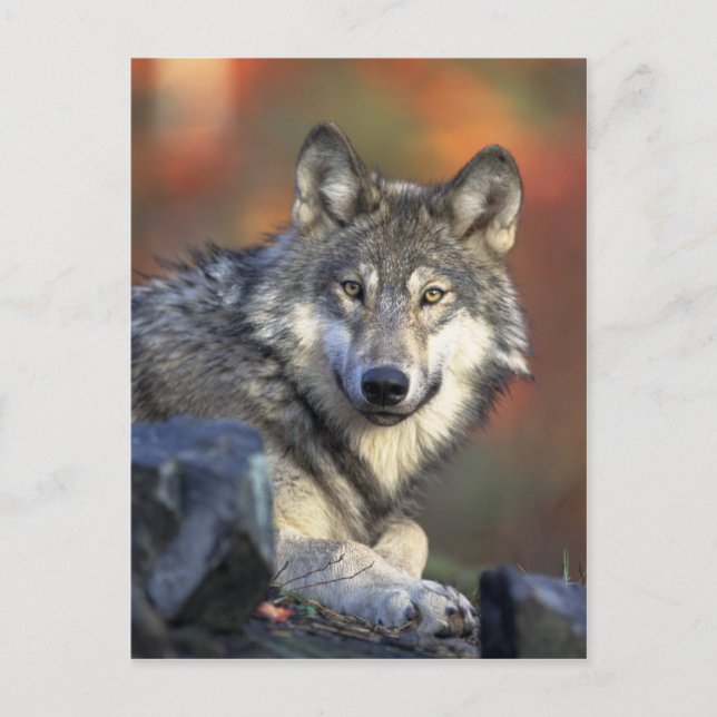 Wolf Postcard Postkarte (Vorderseite)