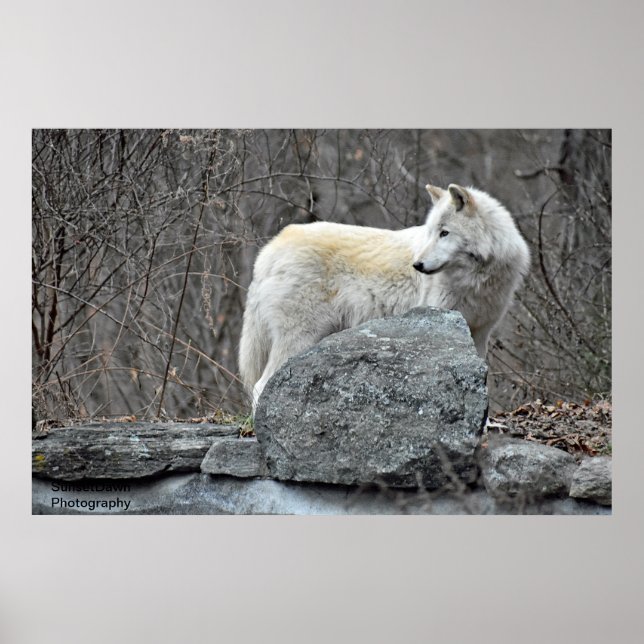 Wolf Poster (Vorne)
