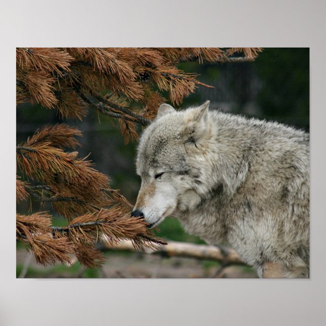 Wolf Poster (Vorne)