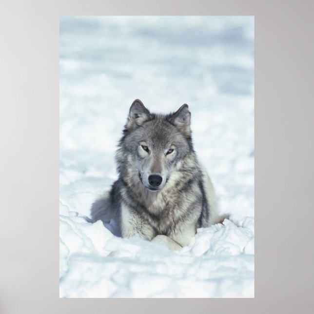 Wolf Poster (Vorne)