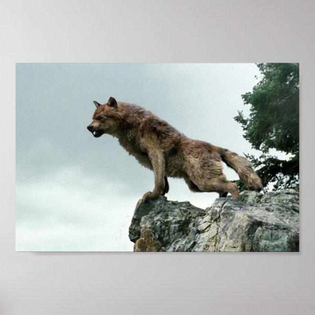 Wolf Poster (Vorne)