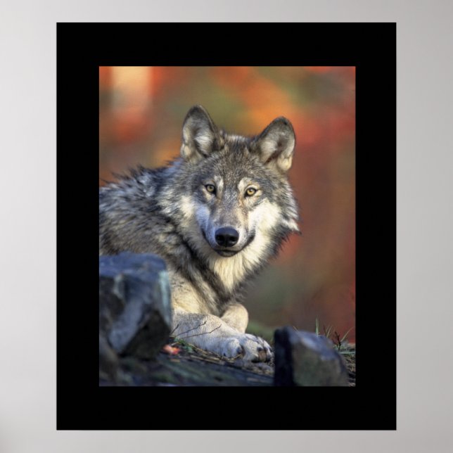 Wolf Poster (Vorne)