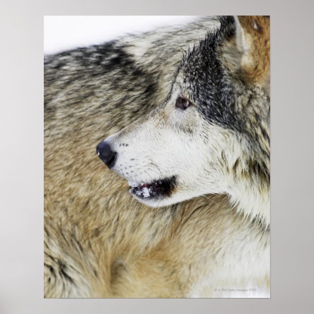 Wolf Poster (Vorne)