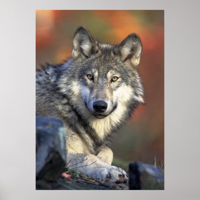 Wolf Poster (Vorne)