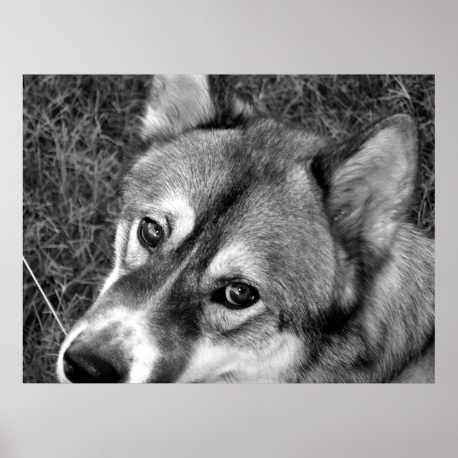 Wolf Poster (schwarz & weiß) (Vorne)