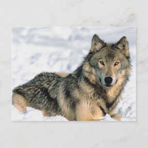 Wolf Postkarte