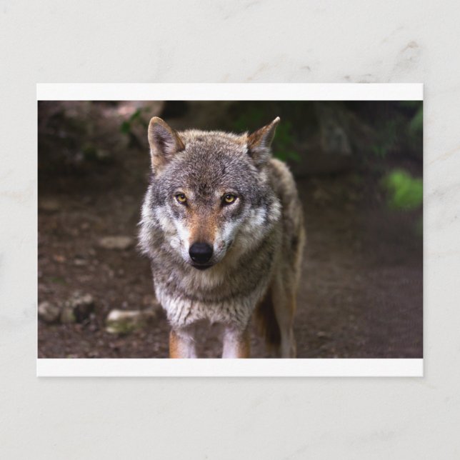 Wolf Postkarte (Vorderseite)