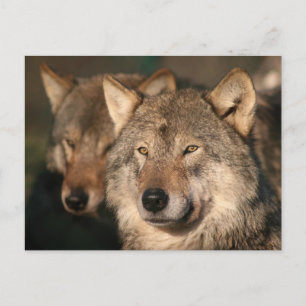 Wolf Postkarte