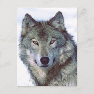 Wolf Postkarte