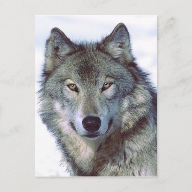 Wolf Postkarte (Vorderseite)