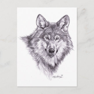 Wolf Postkarte