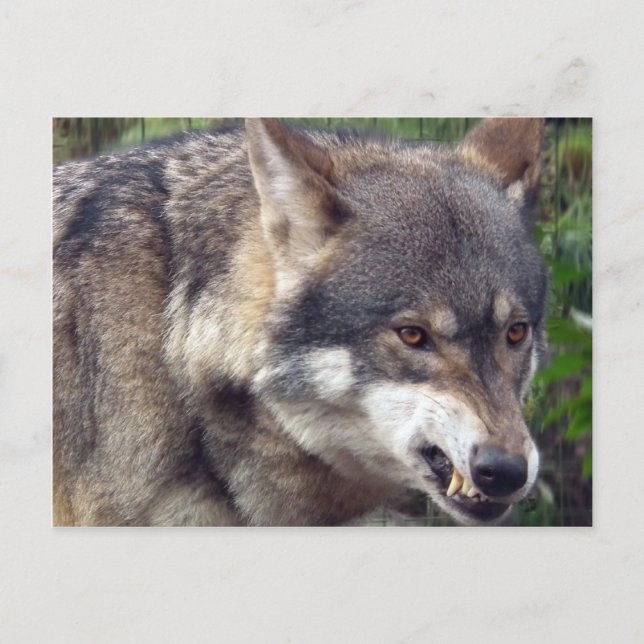 Wolf Postkarte (Vorderseite)