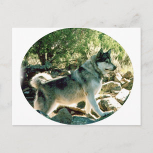 Wolf Postkarte