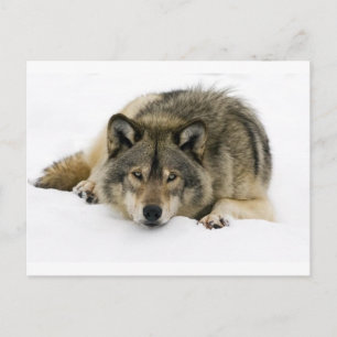 Wolf Postkarte