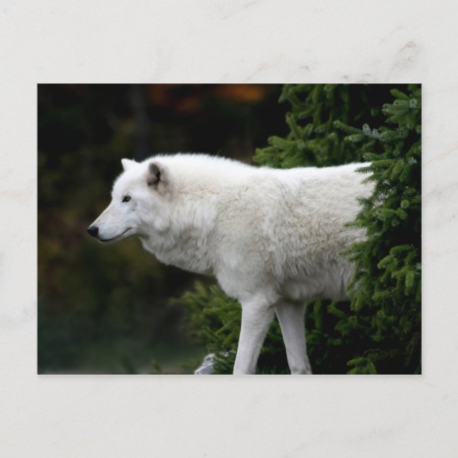 Wolf Postkarte (Vorderseite)