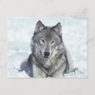 Wolf Postkarte