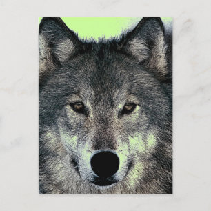 Wolf Postkarte