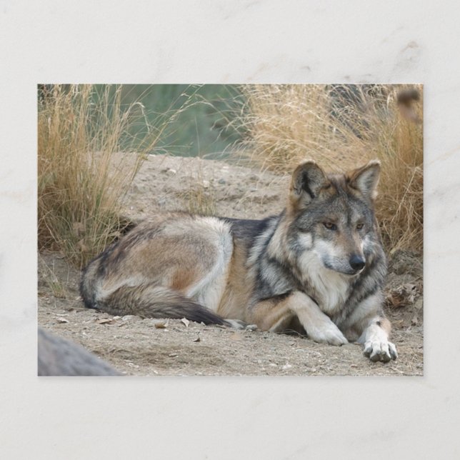 Wolf Postkarte (Vorderseite)