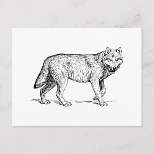 Wolf Postkarte