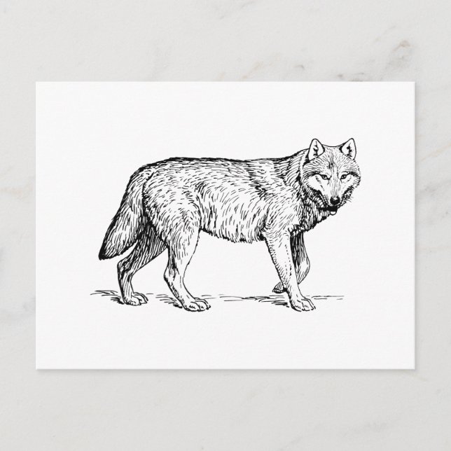 Wolf Postkarte (Vorderseite)