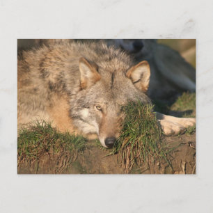 Wolf Postkarte