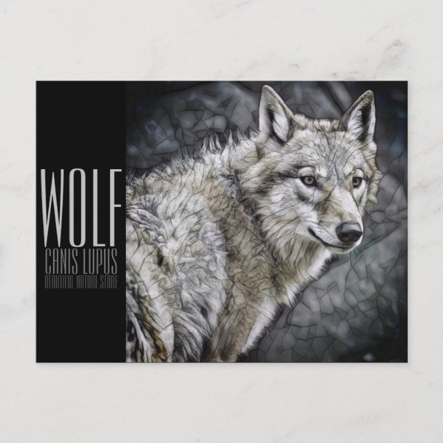 Wolf [Postkarte] Postkarte (Vorderseite)