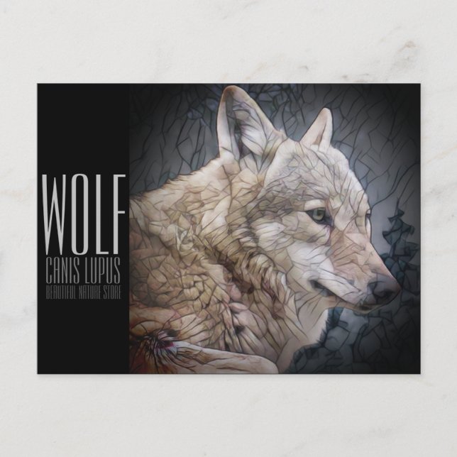 Wolf [Postkarte] Postkarte (Vorderseite)