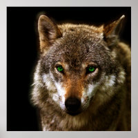 Wolf Profil mit grünen Augen ~ bearbeiteter Hinter