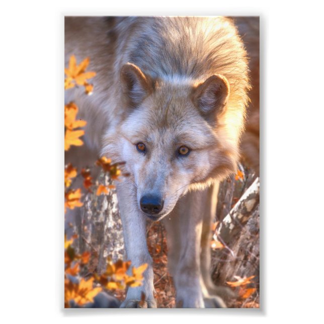 Wolf Puppy AUTUMN FARBEN Fotodruck (Vorne)