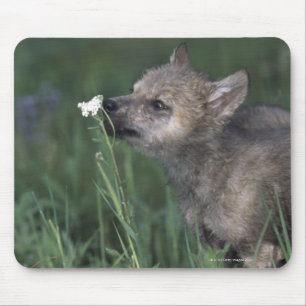 Wolf Puppy Sniffing Mountain Wildblume Mousepad